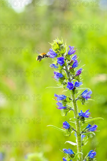 Common viper's bugloss