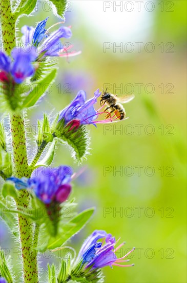 Red mason bee