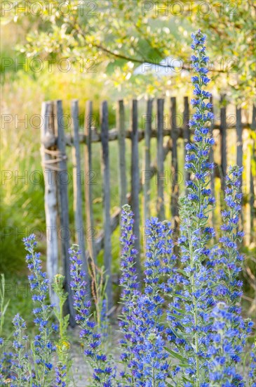 Common viper's bugloss