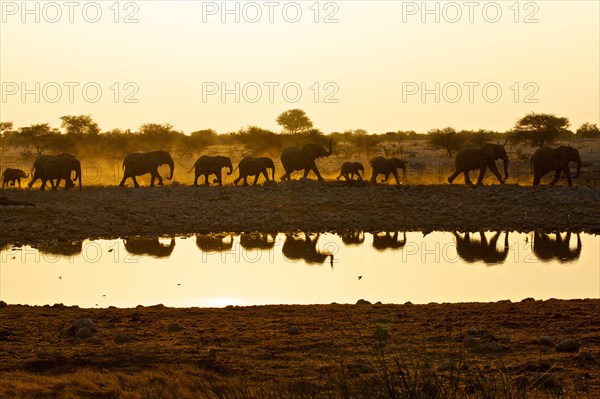 African elephants