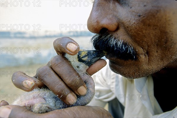 A Villager feeding water by mouth- Abandoned Painted Stork Chick