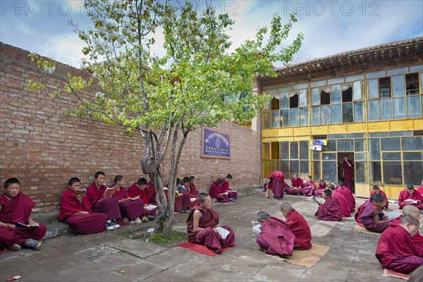 Young Tibetan novices in red monk robes reading religious texts