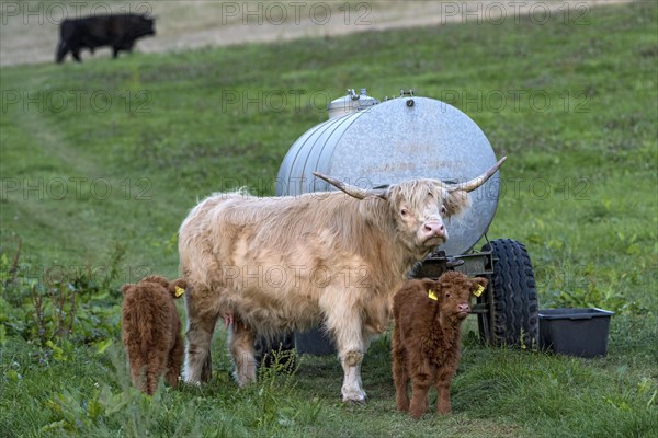 Scottish Highland Cattle