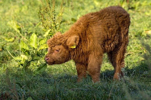 Scottish Highland Cattle