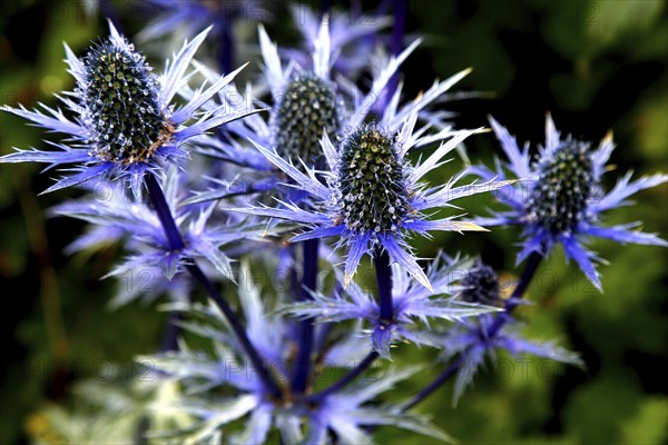 Safflower