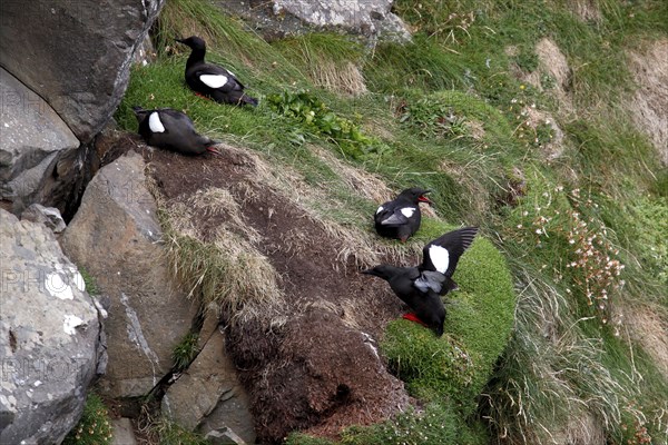 Black guillemot