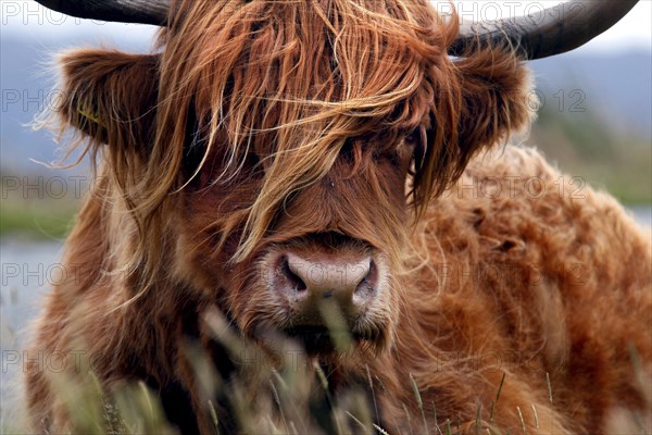 Scottish Highland Cattle