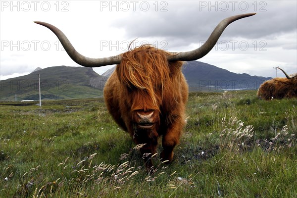 Scottish Highland Cattle