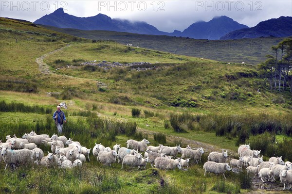 Flock of sheep