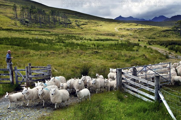 Flock of sheep