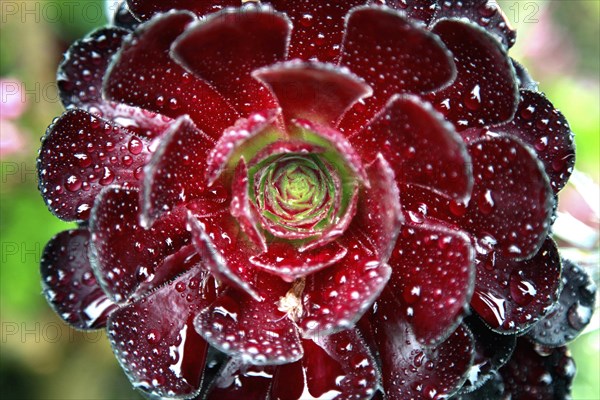 Aeonium