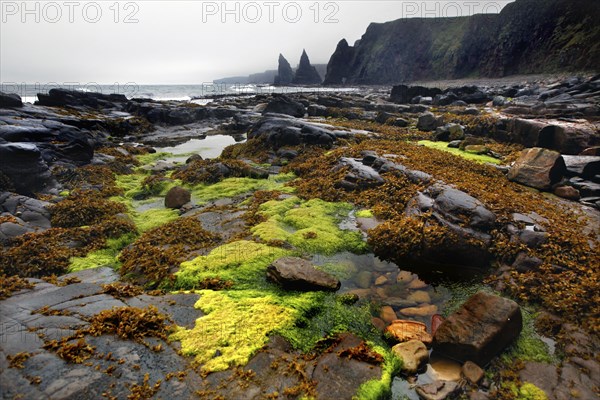 Coast at low tide