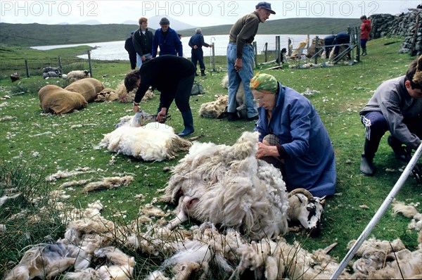 Sheep shearing