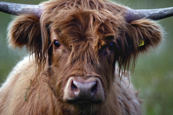 Scottish Highland Cattle