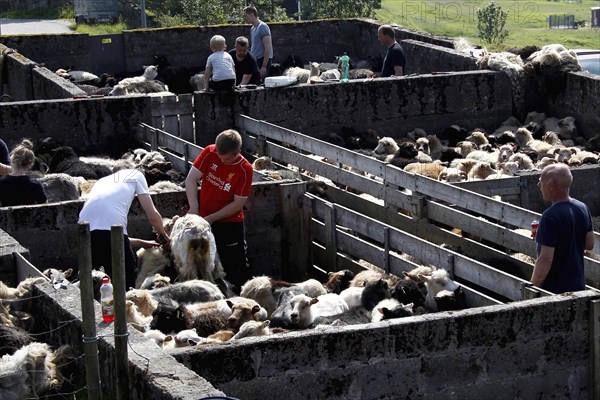 Men shearing sheep