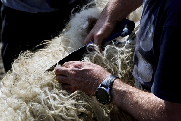 Shearing shears