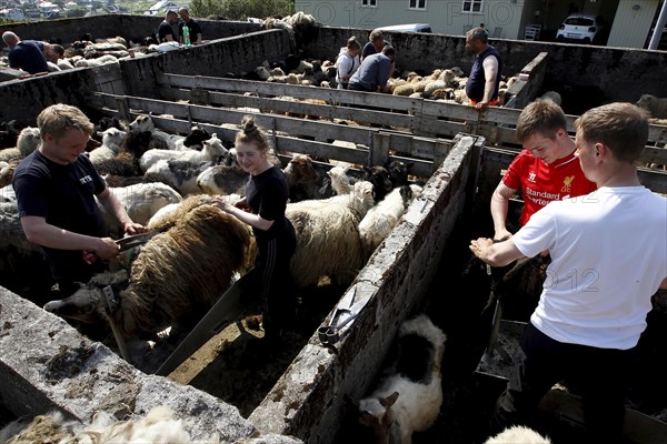 Man and woman shearing sheep