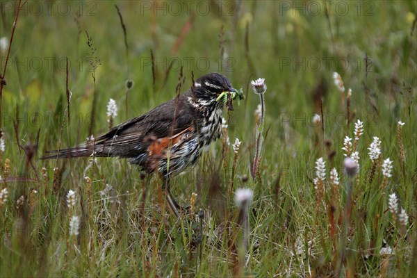 Redwing