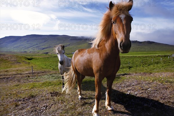 Two Icelandic horses