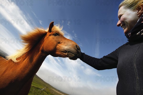 Woman petting Icelandic horses