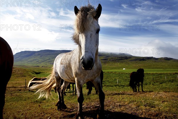 Icelandic horse