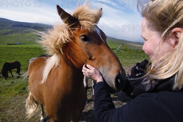 Two Icelandic horses