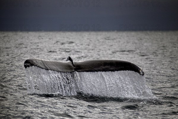 Whale-watching tour