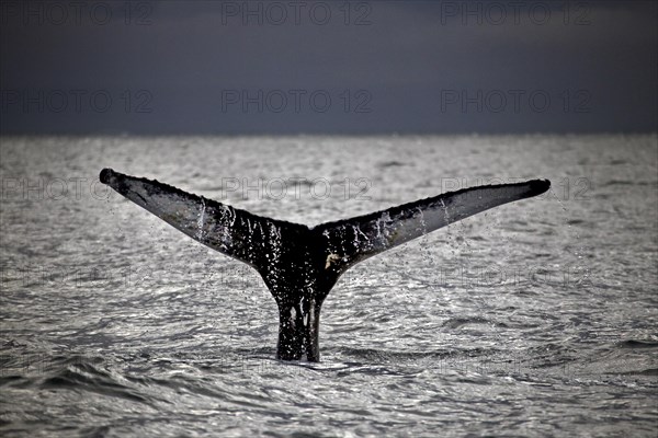 Whale-watching tour