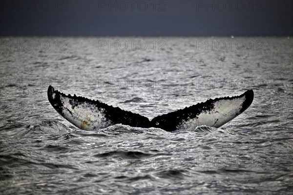 Whale-watching tour