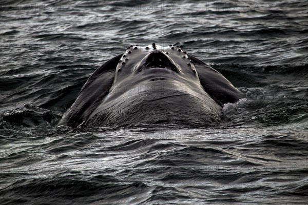 Whale watching tour