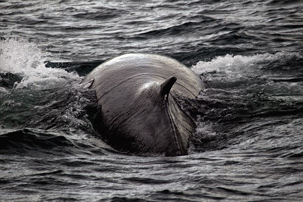 Whale watching tour