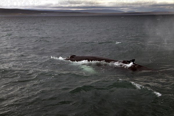 Whale watching tour