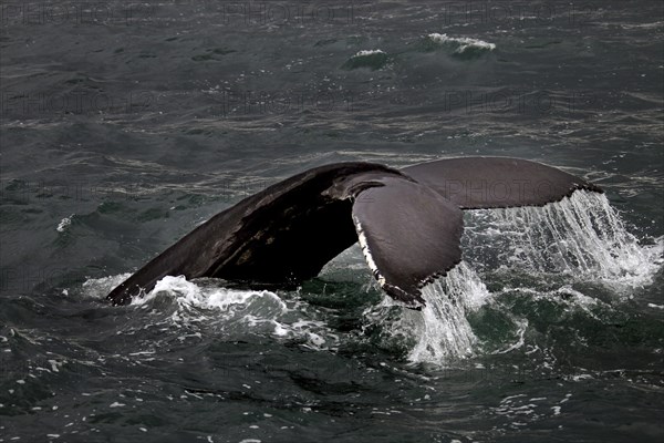 Whale-watching tour