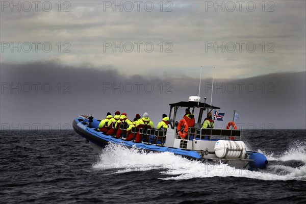 Whale watching tour