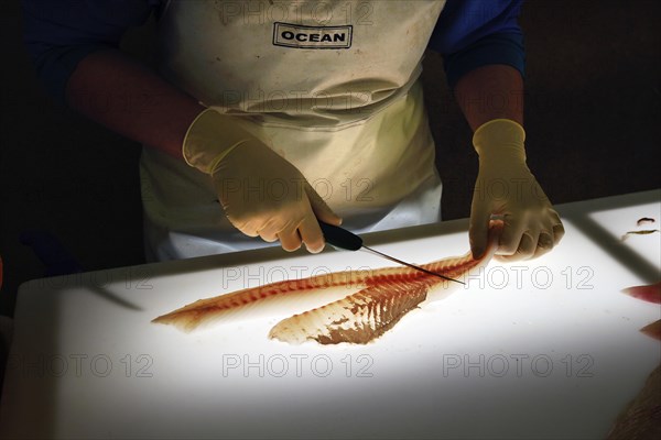 Cod being filleted