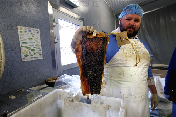 Factory worker with Greenland shark