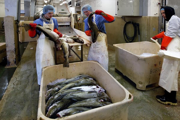 Factory workers processing fish