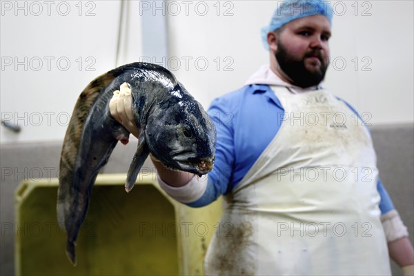 Factory worker with stone crab