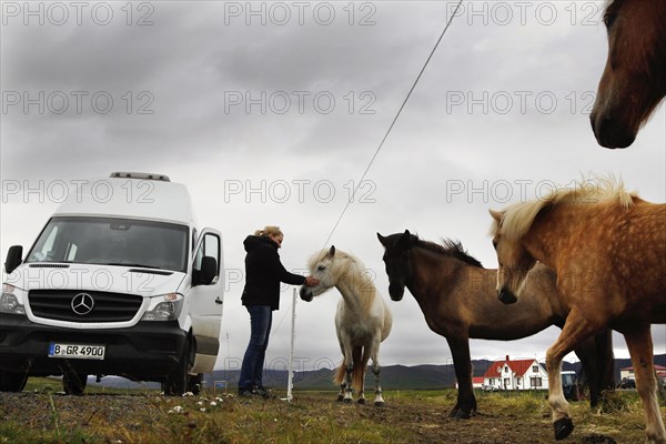 Icelandic horses