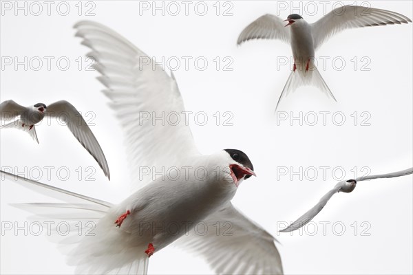 Arctic terns