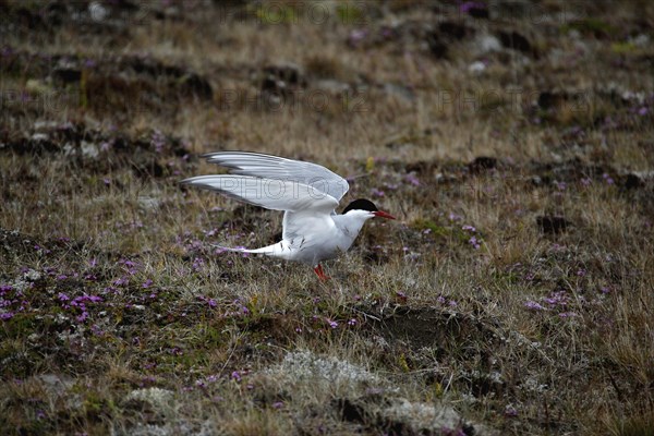 Arctic tern