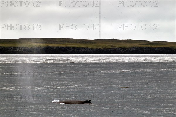 Whale watching tour