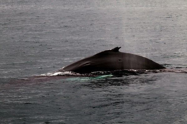 Whale watching tour