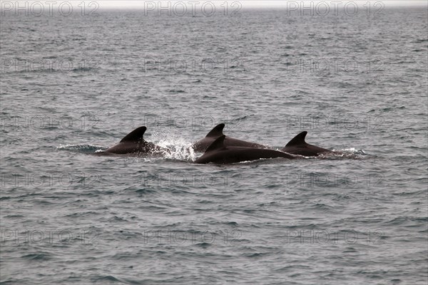 Whale watching tour