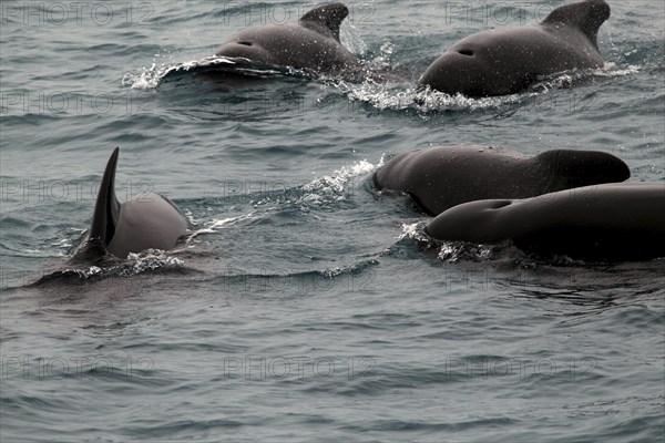 Whale watching tour