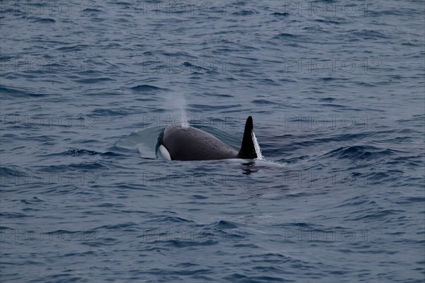 Whale watching tour