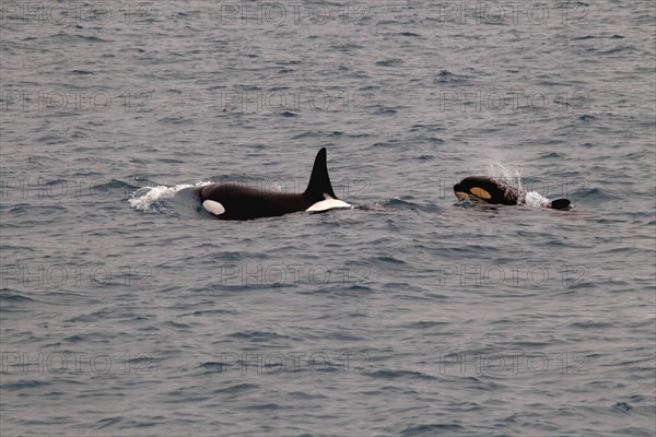 Whale watching tour