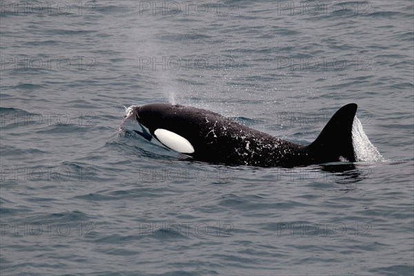 Whale watching tour