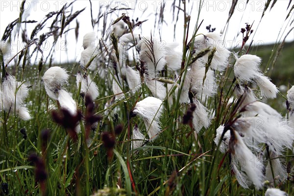 Cottongrass