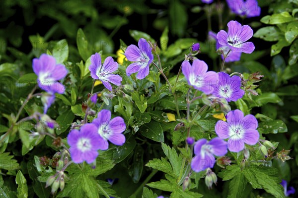 Wood cranesbill